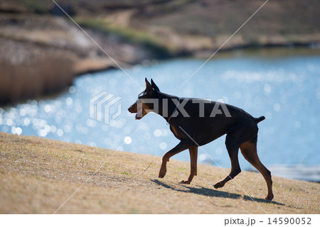 ドーベルマンのシルエット 14590052