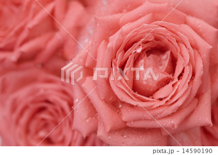 Roses with drops on petals - background Roses with drops on petals - background 14590190