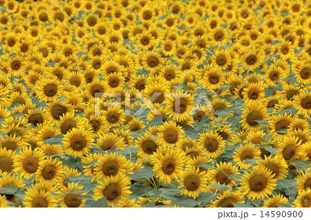 ヒマワリ ひまわり 向日葵 花 フラワー 花壇 花畑 満開 花弁 黄色 黄色いの写真素材