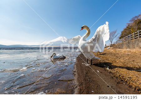 Mountain Fuji Yamanaka and Goose 14591195