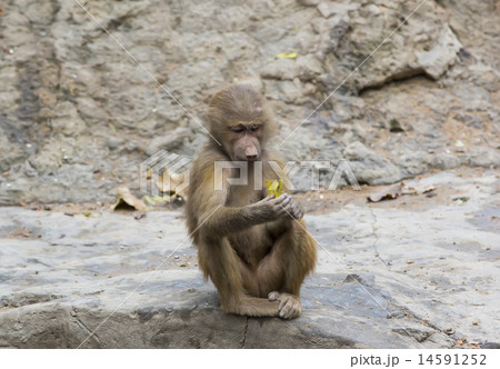 monkeys in the wild filmed close up 14591252
