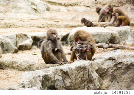 monkeys in the wild filmed close up 14591253