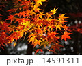 陽のあたる紅葉 14591311