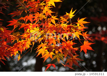 陽のあたる紅葉 14591311