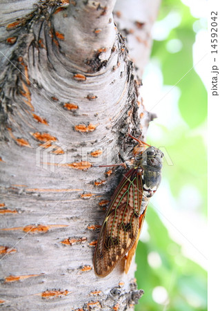 木陰のアブラゼミ Large brown cicada to relax in the shade 木陰のアブラゼミ Large brown cicada to relax in the shade 14592042