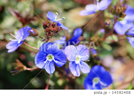 ベロニカオックスフォードブルーの花の写真素材