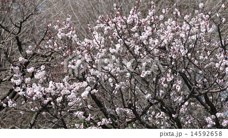 16：9　淡いピンクのブンゴウメ（豊後梅） 14592658