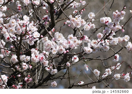 淡いピンクのブンゴウメ 豊後梅 の写真素材