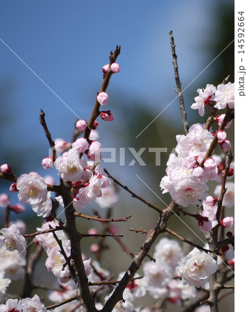 淡いピンクのブンゴウメ 豊後梅 の写真素材