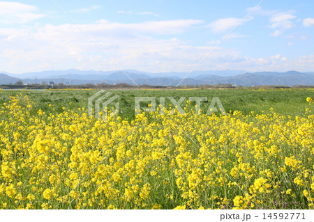 菜の花 14592771