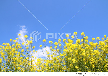 菜の花 14592895