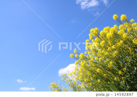 菜の花 14592897