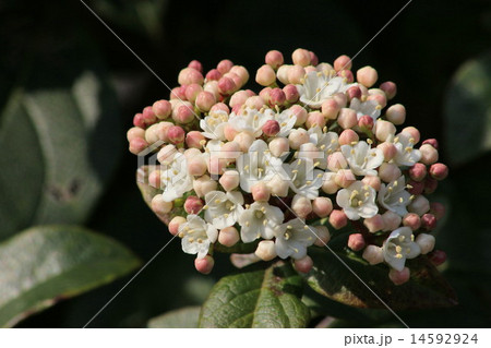 トキワガマズミの花とつぼみの写真素材