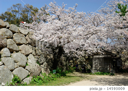 萩城址　春 14593009