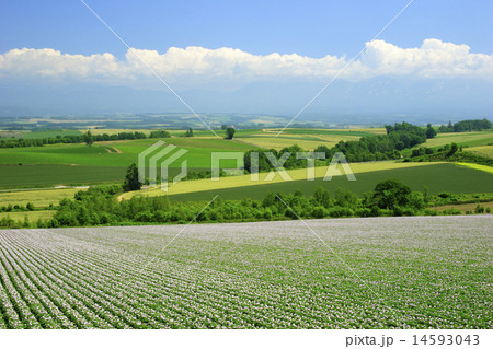 北海道 美瑛町 美瑛の丘 北海道 美瑛町 美瑛の丘 14593043