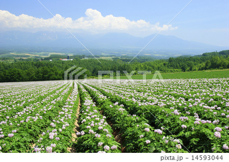 北海道　上富良野町　じゃがいも畑と山並み 14593044