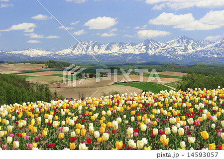 北海道 美瑛町 四季彩の丘のチューリップ畑の写真素材