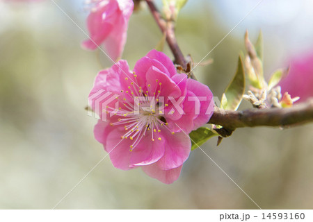 桃の花 桃の花 14593160