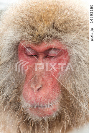 そっと目を閉じているおさるさん Snow monkey which closes its eyes そっと目を閉じているおさるさん Snow monkey which closes its eyes 14593169