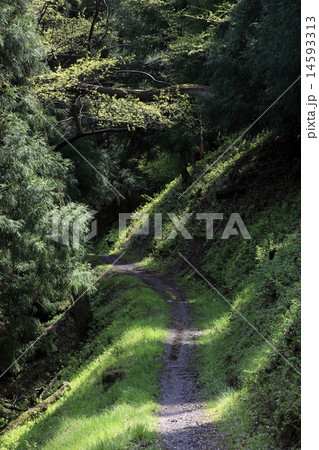 緑の小路 緑の小路 14593313