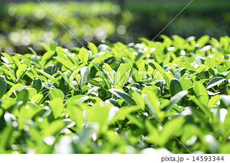 植物 工場 プランツ 14593344