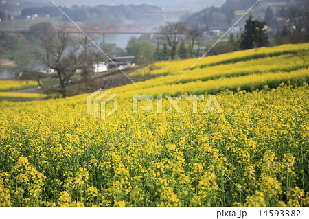 飯山の菜の花 14593382