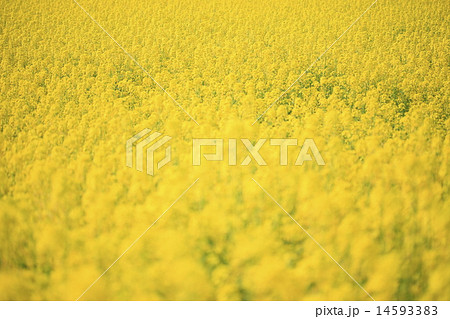 飯山の菜の花 14593383