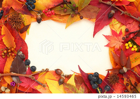 紅葉 フレーム 横 紅葉 フレーム 横 14593465
