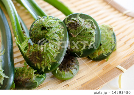 こごめ こごめ 14593480