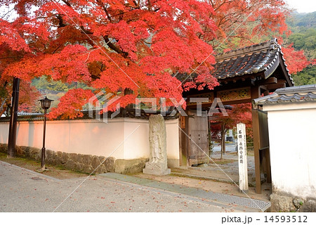 岩国　紅葉谷公園の紅葉 14593512