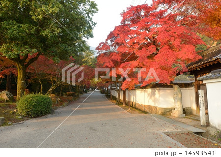岩国 紅葉谷公園の紅葉 岩国 紅葉谷公園の紅葉 14593541