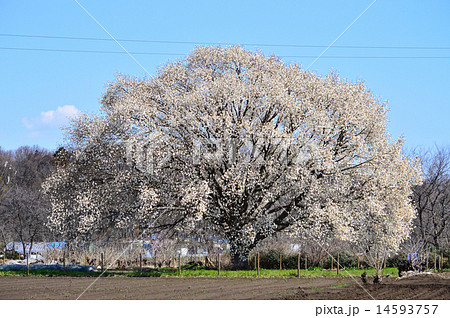 コブシ（辛夷） 14593757