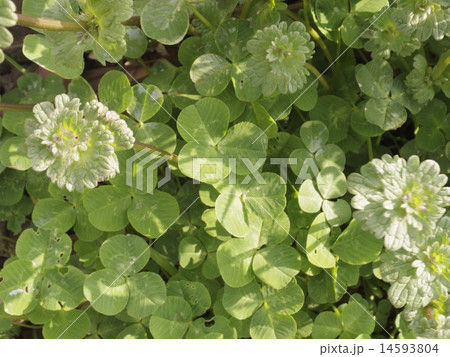 クローバー 14593804
