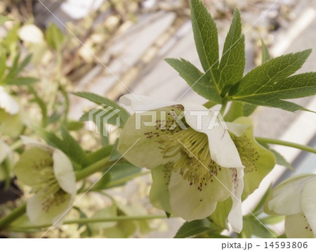 花 14593806