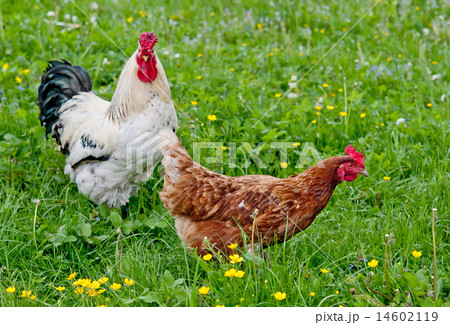 cock with hen cock with hen 14602119