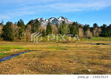 早春の水芭蕉と燧ケ岳 14602624