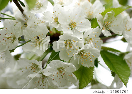 さくらんぼの花の写真素材