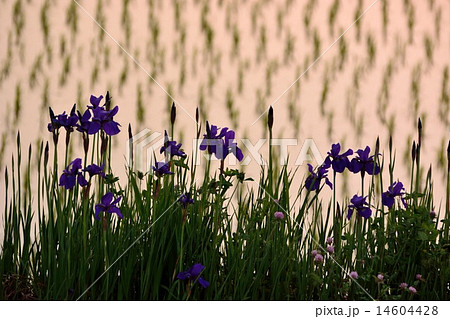 田植えを終えた水田の畦道にアヤメが咲く 14604428