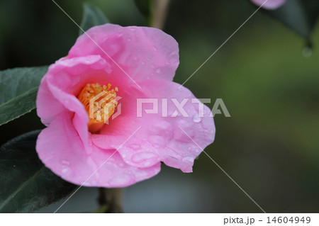 ワビスケ・ツバキの花と雨雫 14604949
