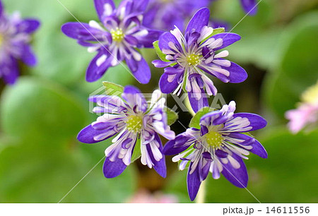 ユキワリソウ 14611556