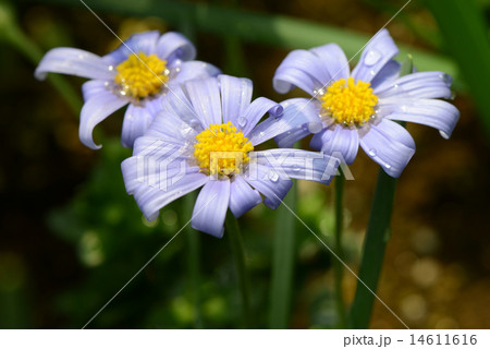 魅惑の青花ブルーデージー 魅惑の青花ブルーデージー 14611616