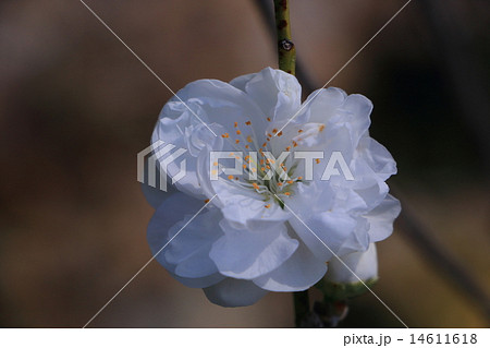 照手白 照手白 14611618