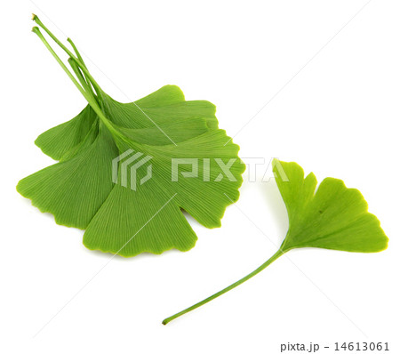 ginkgo biloba leaves isolated on white background 14613061