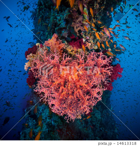Valentine heart made of corals Valentine heart made of corals 14613318