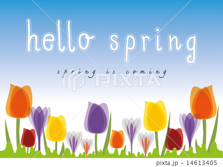 Hello Spring Tulip with Blue Sky Background Hello Spring Tulip with Blue Sky Background 14613405