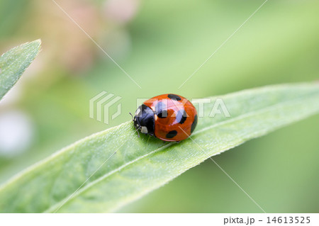 てんとう虫 てんとう虫 14613525
