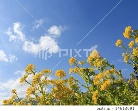 青い空と菜の花 14613691