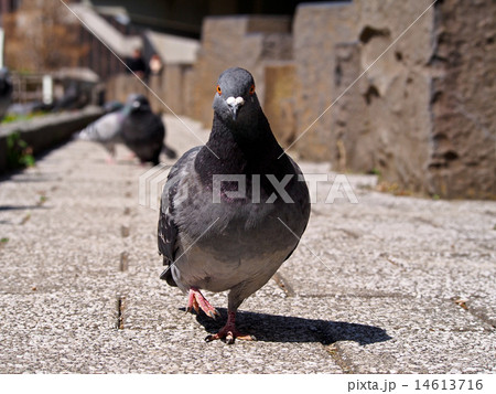 歩いてくるハト 14613716