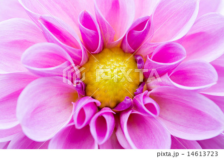 ダリア接写 品種(蛍桜) 14613723