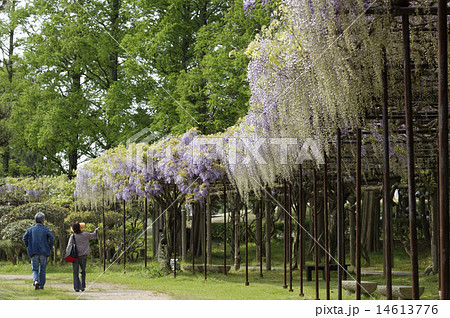 常磐公園の藤の花壇 14613776